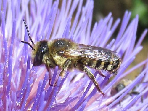 Réf. 242 565 : Megachile albisecta